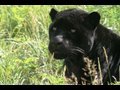 JAGUAR - Species Spotlight