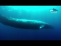 Amazing Blue Whale - the biggest animal on our Earth!