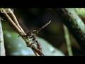 Cordyceps: attack of the killer fungi - Planet Earth Attenborough BBC wildlife