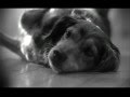 SPDRs.com Dog Commercial