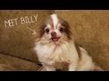 Meet Billy, Rescued From a Puppy Mill