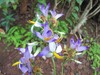 Beautiful wild flowers in a garden - nature