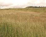 Grasslands - nature