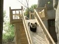 Cute pandas playing on the slide