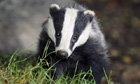 A badger