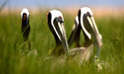 Brown pelicans on Smith Island, Maryland, USA