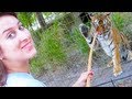 FEEDING HUGE TIGERS!! (5.22.13 - Day 1483)