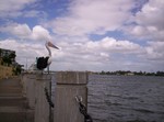 Australian Pelican and visiting ocean liner at Portside Wharf is the residential and retail development at Hamilton, Brisbane, Queensland, Australia. The Brisbane Cruise Terminal which is also part of the development was opened on 29 August 2006.