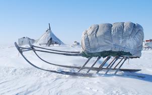 Im Permafrost Sibiriens liegen zahllose Mammuts unter dem Eis begraben.