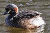 Little grebe on Tomato Lake