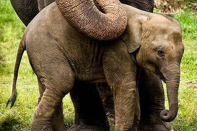 Elephant calf and mother.