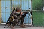 A government soldier looks through the scope of his rifle as residents believed to be hostages (not pictured) of Moro National Liberation Front rebels shout to the soldiers to 