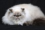 The Age
News
10/06/2012
photo Justin McManus.
Australian Cat Federation National Show.
Show cats.