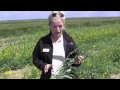 Canola School - How Do I Know When to Swath?