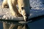 A polar bear in drifting and unconsolidated sea ice in Kane Basin, off Cape Clay, at a position of 79 57.359N 064 51.120W. Polar bears cannot survive without sea ice, using it to raise their young, to travel and as a platform for hunting seals - their primary food source.  This bear appeared to be in healthy condition, however the species is threatened with extinction because climate change is causing its sea ice habitat to melt away rapidly.