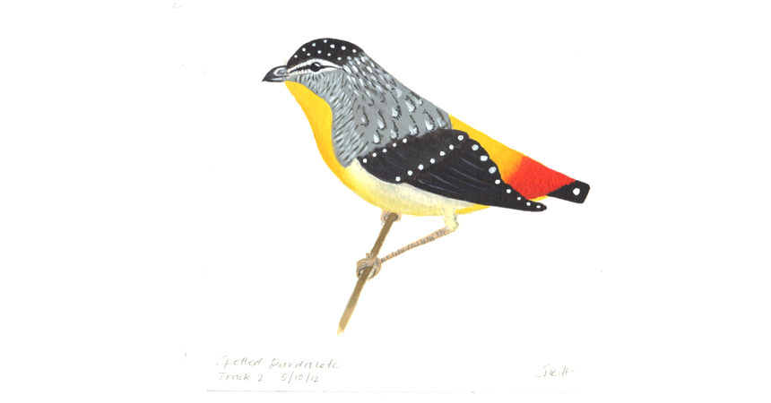 Pardalote Sue Hammond