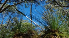 Xanthorrhoea-double