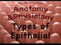 The Integumentary System-Types of Epithelial Tissues (video 3-Integumentary System)