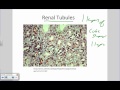 Intro to Histology and Epithelial Tissues.wmv