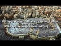 Surah Al Imran beatiful recited by Mishary Al Afasi [full chapter]