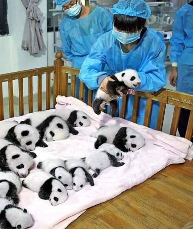 China: Willkommen in der Panda-Kita