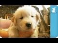 Golden Retriever Puppy Taking A Bath