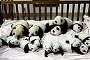 Fourteen panda cubs make public debut (Thumbnail)