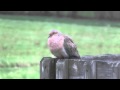 Mourning Dove Coo