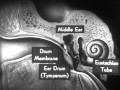 Ear Anatomy: 