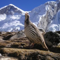 Nepal Himalayas Bird