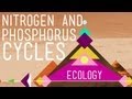 Nitrogen & Phosphorus Cycles: Always Recycle! Part 2 - Crash Course Ecology #9