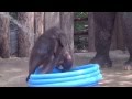 Fort Worth Zoo's Baby Elephant Plays in Pool