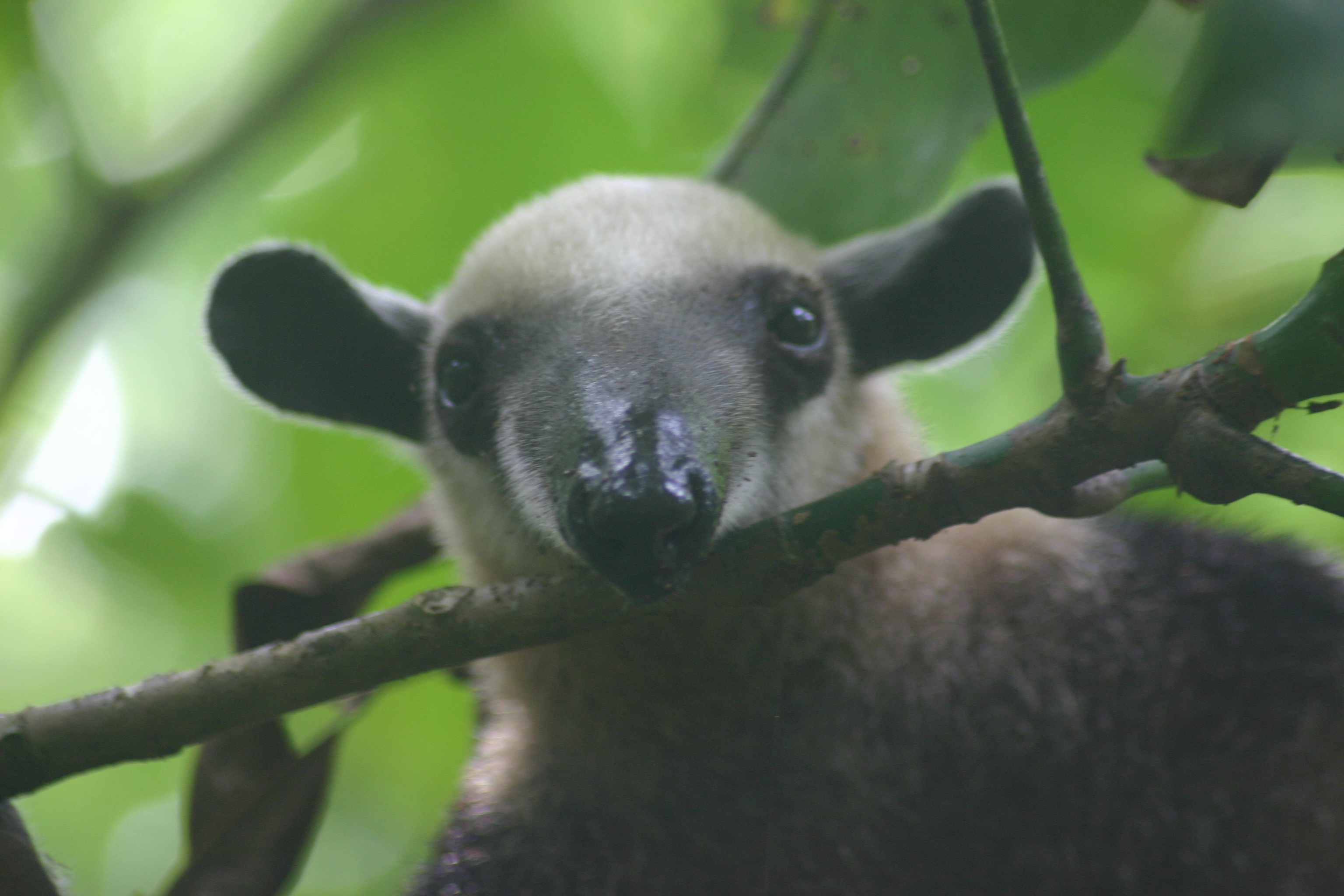 Tamandua mexicana.jpg