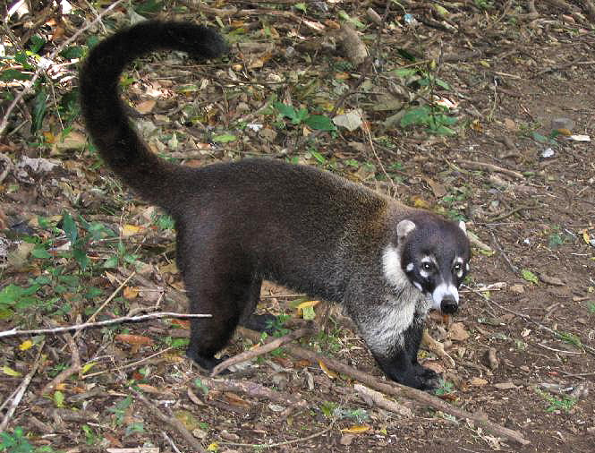 Coati.jpg