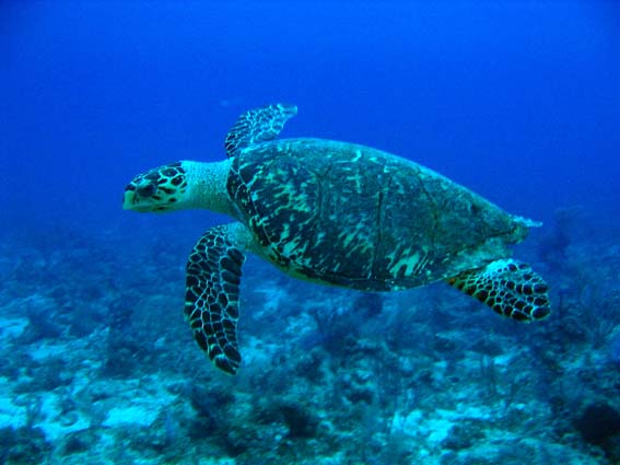 Hawksbill Turtle.jpg