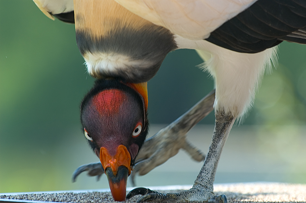 Pivoting king vulture.jpg