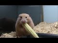 ヤングコーンを丸ごと詰め込むハムスター（Young corn hamster）