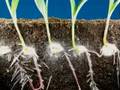 Time lapse fast growing corn, roots and leaves growing