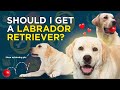 Should I choose a Labrador Retriever