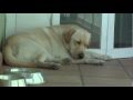 Smart Cute Labrador Dog defending the house against a 