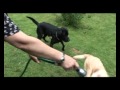 Tier.Tv Klasse Rasse Im Portrait: der Labrador Retriever