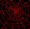 Red Spider Web