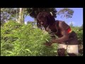 JAMAICA GANJA PART 2