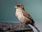 The sparrow's decline has levelled off, according to the British Trust for Ornithology