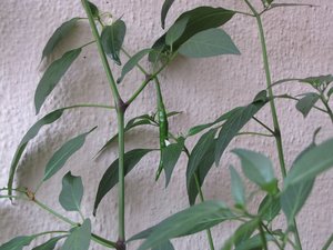 Green chili plant and green chili on the plant