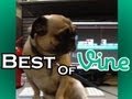 Best of Vine (8/29 - 9/5) - ETC