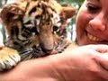 Cute Siberian Tiger Cubs