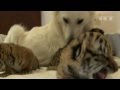 Sochi - Dog Raises Abandoned Tiger Cubs