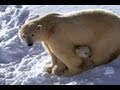 Polar Bear Mom and Cubs