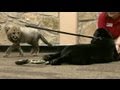 Cheetah Cubs Grow up Alongside a Puppy